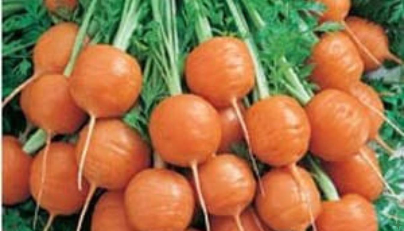 10 Tipos de Cenoura que Você Precisa Conhecer - Dicas de Ouro do ...